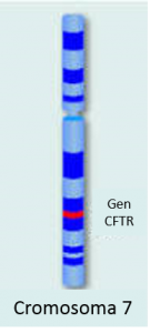 Cromosoma 7 CFTR gen
